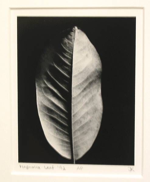 Magnolia Leaf, 1992