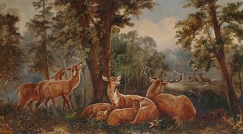 Fallow deer in a clearing