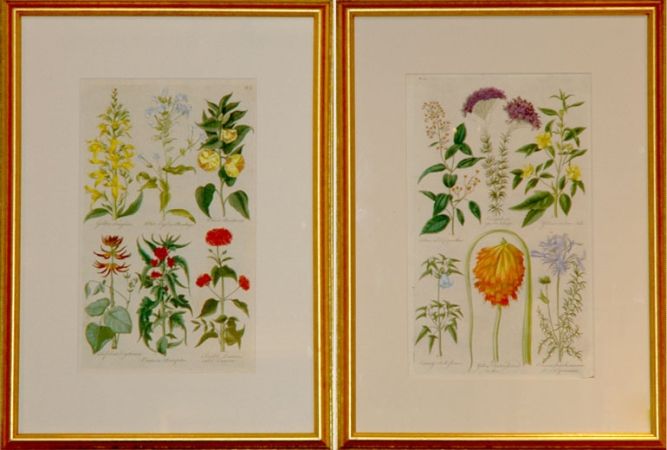 [FLOWER STUDIES