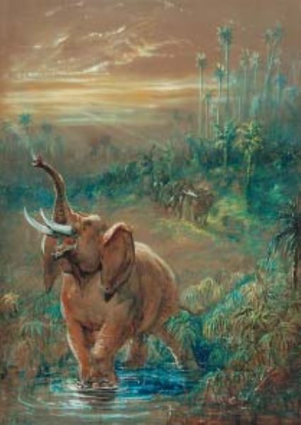 LES ELEPHANTS EN FORET TROPICALE