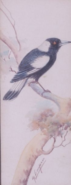 Magpie