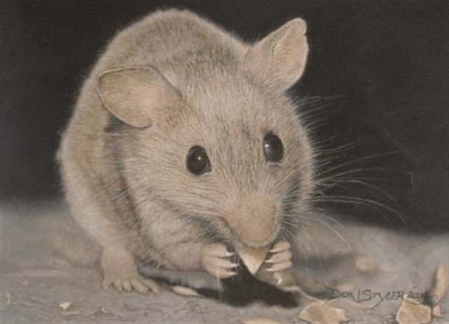 A hungry field mouse
