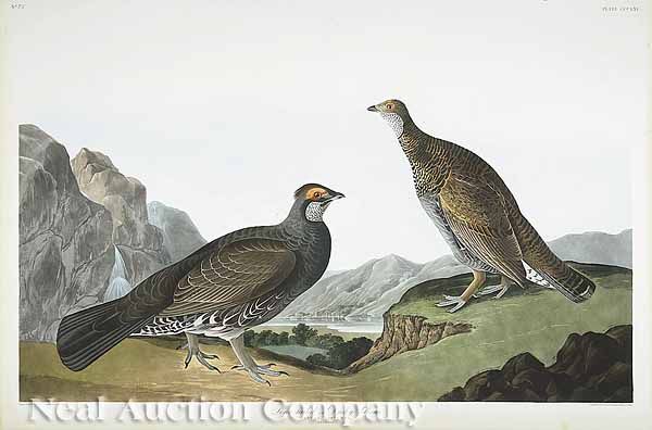 Long-tailed or Dusky Grous