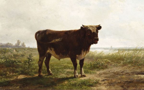 Stier in weide
