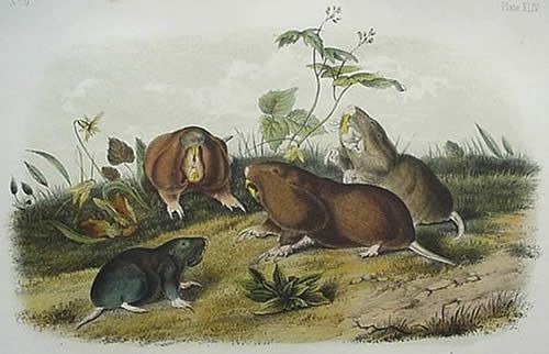 Canada Pouched Rat