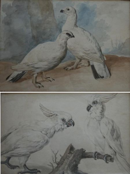 TARMIGAN; PARROTS