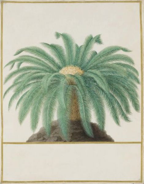 Study of a palm tree