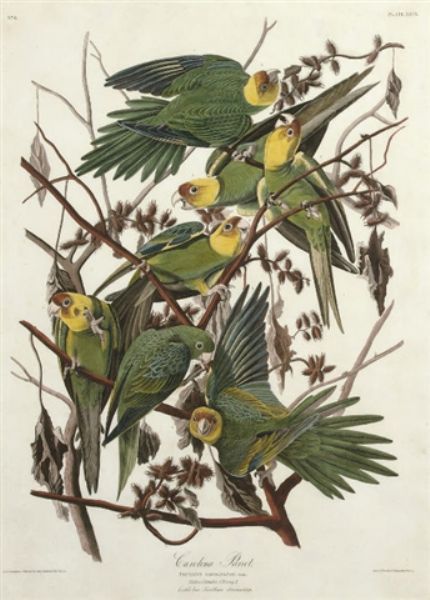 Psittacus carolinensis