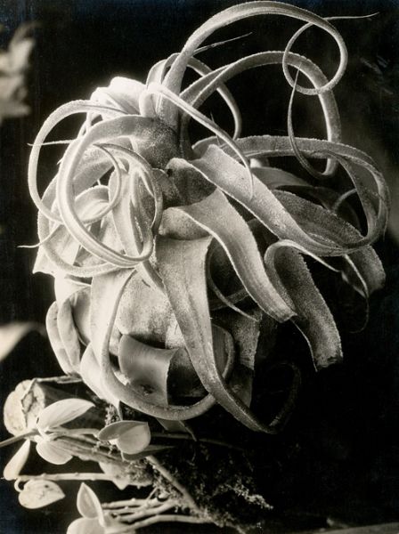 Tillandsia Streptophylla