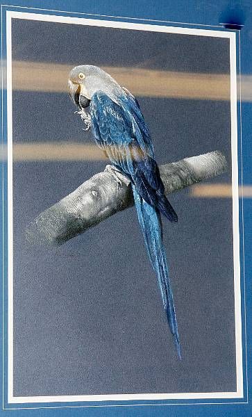 Blue Macaw