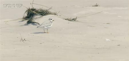 Piping Plover in the Sand