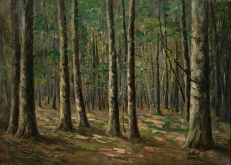 The Timber Woods