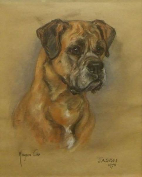 Study of a Boxer Dog