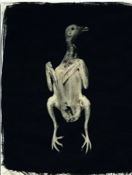 Pigeon