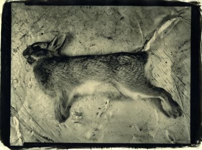 Hase