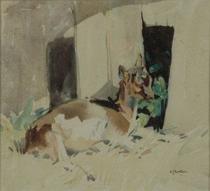 Perthshire Nanny goat