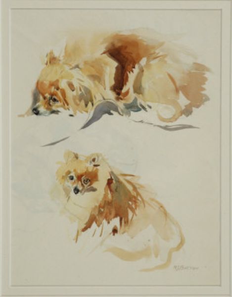 Pet Pomeranian study
