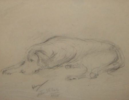 Kim (Dog Study)