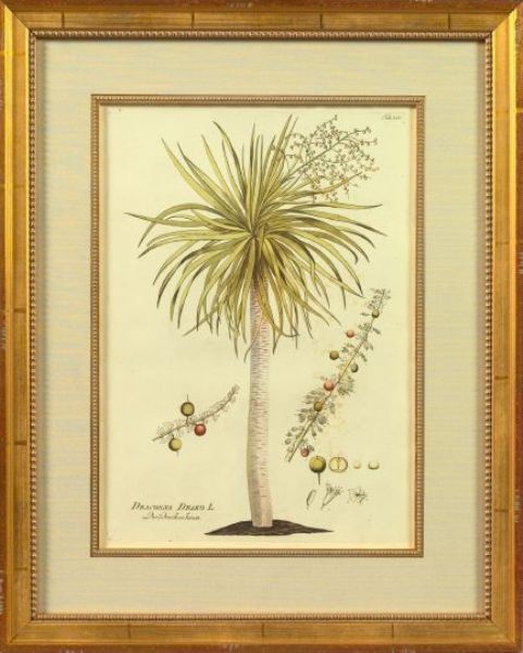 Exotic Palms