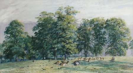 Red Deer in Parkland