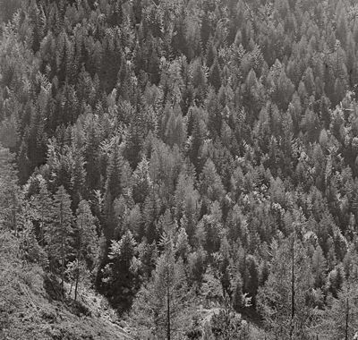Sonne überm Grims-Wald