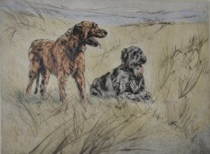 Retrievers