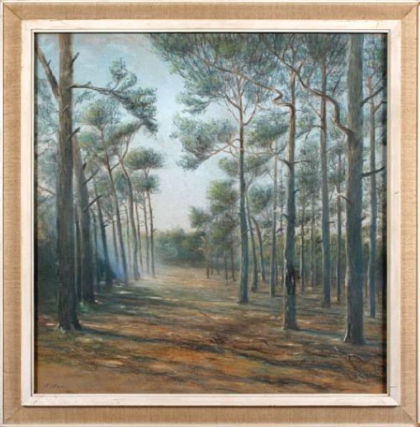 Woodland clearing