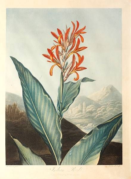 Indian Reed