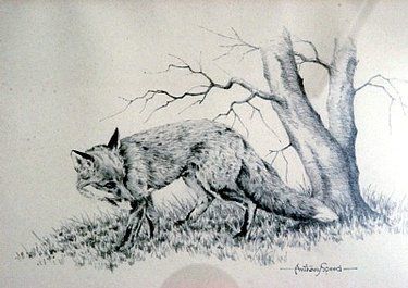 Study of a fox