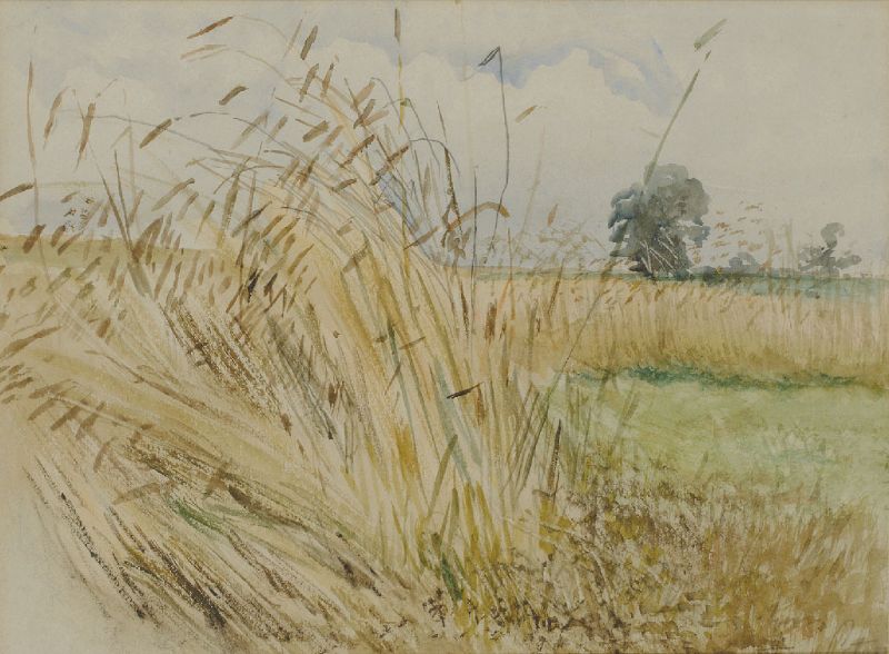 Weizenfeld im Sommer.