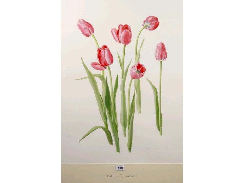 Tulipa Renown