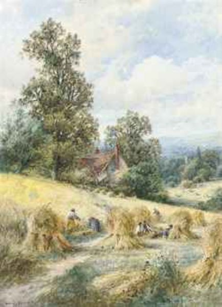 A Sussex cornfield