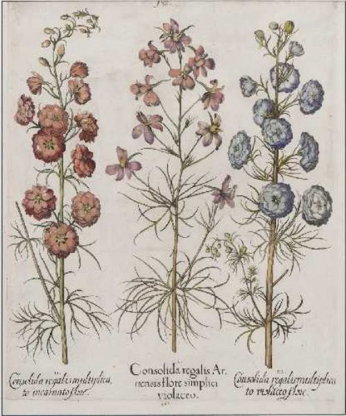 "Consolida regalis ...".