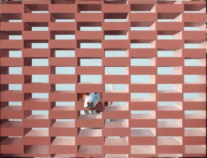 Mur au chien
