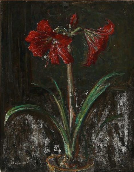 An amaryllis