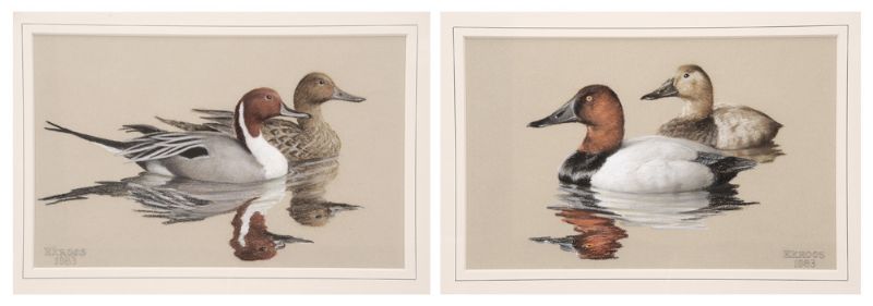 Pair duck studies, Redheads, Pintails