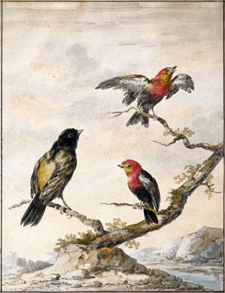 Trois volatiles