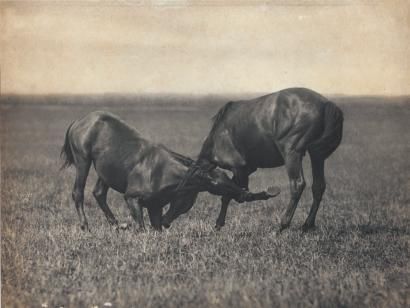 Chevaux jouant