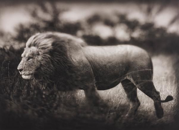 Windswept Lion, Serengeti