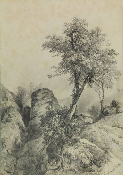 Tree in a rocky landscape