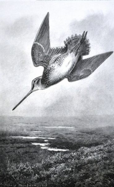 A Snipe over the Moor