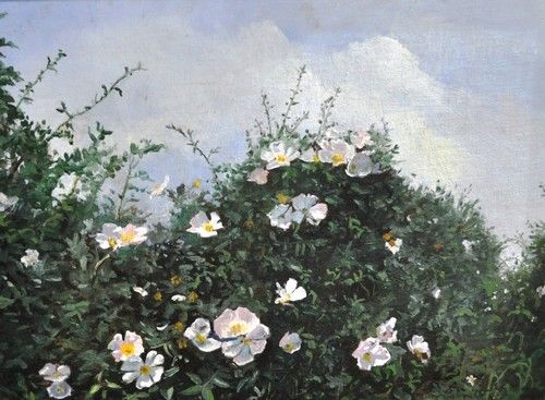 Dog Roses