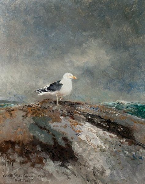 BACKED GULL