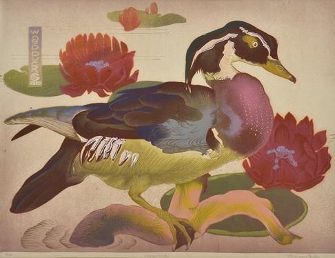 Wood-duck