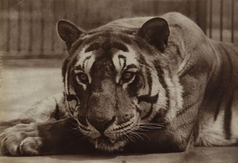 Tigre