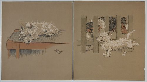 Dogs