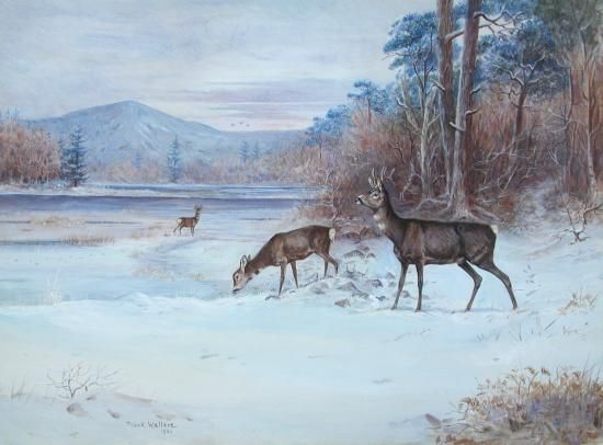 Roe deer in the snow