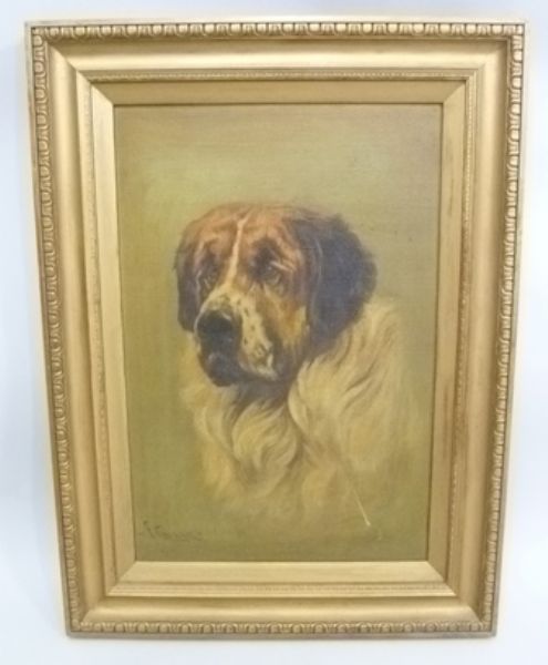 A portrait study of a St. Bernard dog
